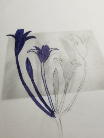 Brodiaea drawing