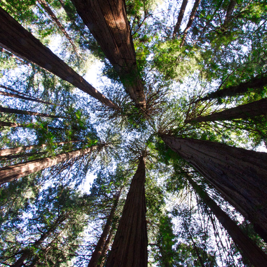 Tree Canopy