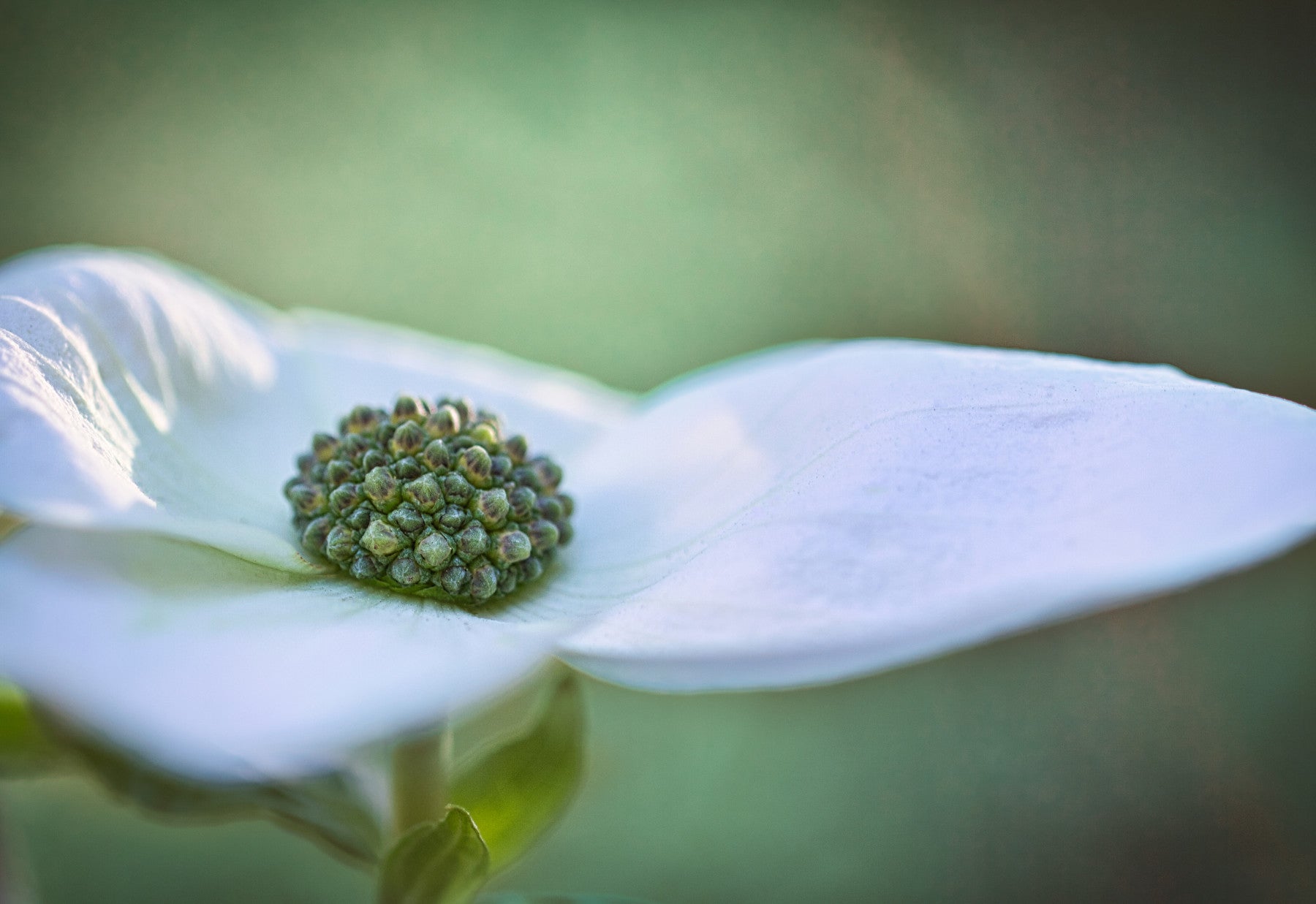 Dogwood Flower