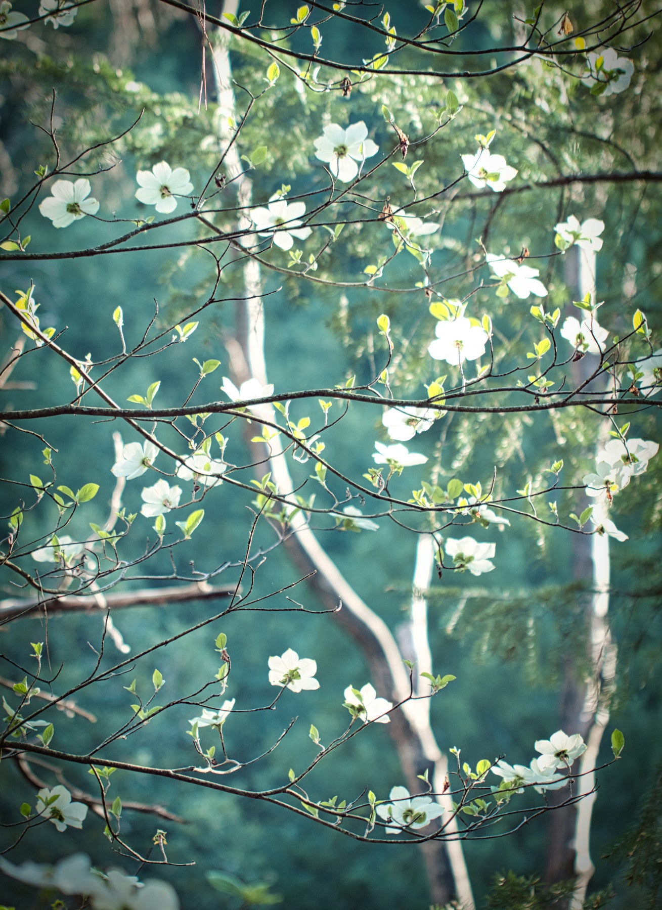 Flowering Dogwood Tree