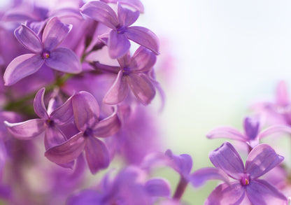 Lilac Flowering blooms